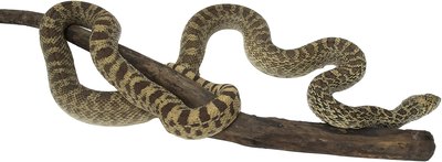 NA/PhotoObjects.net/Getty Images Bull snakes are harmless -- if somewhat pugnacious -- snakes that do not represent a serious threat to your dog's health.