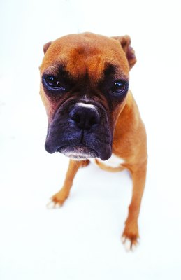 George Doyle/Stockbyte/Getty Images Minimize frustrating "food guarding" behavior in your pooch.