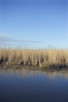 Thinkstock/Comstock/Getty Images "Catahoula" is a Choctaw term that means "sacred lake."