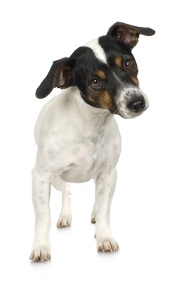 Jupiterimages/Photos.com/Getty Images Eradicate fleas to help prevent flea allergy dermatitis.