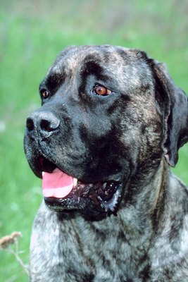 Jupiterimages/Photos.com/Getty Images Bullmastiffs often have strong territorial drives.