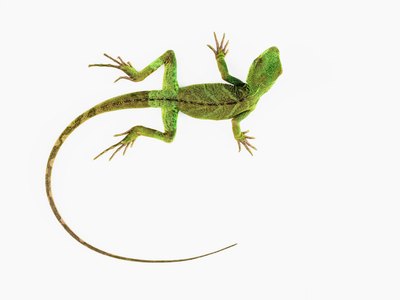 Nicholas Cope/Lifesize/Getty Images That lizard might look tasty to Fido, but he shouldn't eat it.