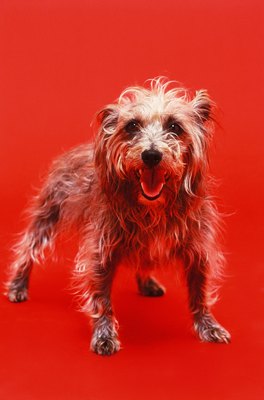 George Doyle/Stockbyte/Getty Images Scruffy will eat nearly anything you offer him.