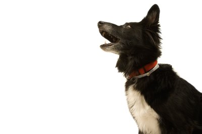 Jupiterimages/Photos.com/Getty Images Overly hyper dogs are often stressed out and nervous.