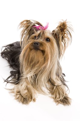 BananaStock/BananaStock/Getty Images Yorkies can make great pets, but it's important to choose one from a reputable breeder.