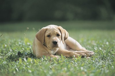 Comstock/Comstock/Getty Images Your yard and Labrador puppy can coexist.