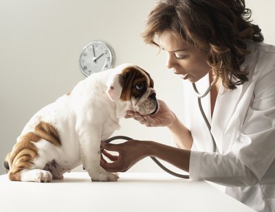 LWA/Larry Williams/Blend Images/Getty Images Routine testing is essential to determine if your pooch's heartworm medication is working.