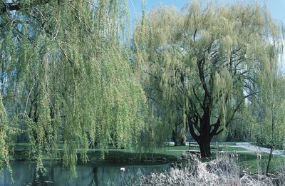 Hemera Technologies/Photos.com/Getty Images Corkscrew willow tree bark contains the toxic compound salicylate.