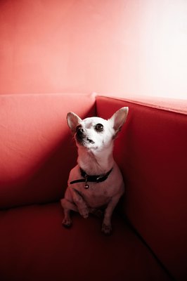 Jupiterimages/Photos.com/Getty Images Small-breed dogs carrying only one puppy may not show any anatomical signs of pregnancy.