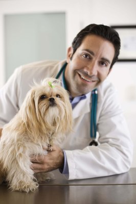 Jupiterimages/Brand X Pictures/Getty Images Only give your dog medications prescribed by her veterinarian.