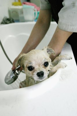 Getty Images/Getty Images News/Getty Images Bathing a dog with pyrethrin shampoos is an easy way to control fleas.