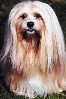 Jupiterimages/Photos.com/Getty Images The Lhasa apso's eyelashes hold his long fur back from his eyes.