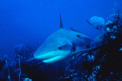 Jupiterimages/Photos.com/Getty Images Sharks are deadly but their cartilage is thought to be a useful supplement.