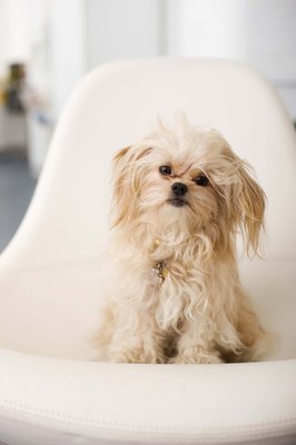 Jupiterimages/Stockbyte/Getty Images Little dogs are often well suited to apartment life.