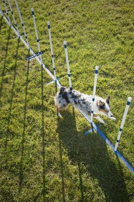 Apple Tree House/Lifesize/Getty Images Slow, steady training is key to learning weave poles.