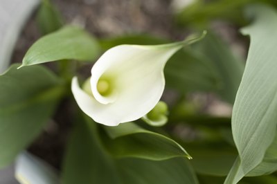 Creatas Images/Creatas/Getty Images The calla lily is an immediate irritant and toxin to your dog.