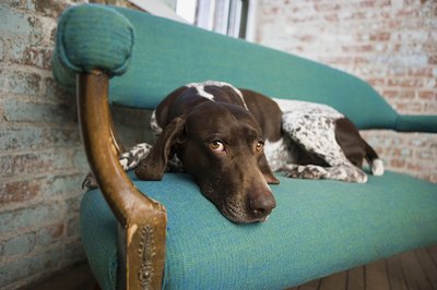 Image Source/Photodisc/Getty Images He's demonstrating that a German shorthaired pointer fits comfortably on a chair.