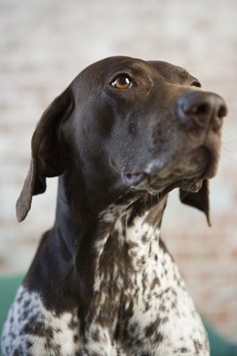 Image Source/Photodisc/Getty Images German shorthaired pointers are often dedicated, bright and mild-mannered pets.