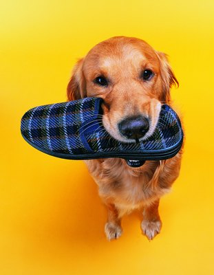Photodisc/Photodisc/Getty Images Confining your dog to a crate can keep him out of trouble.