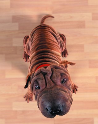 Photodisc/Photodisc/Getty Images The Shar-Pei can be a little headstrong sometimes.