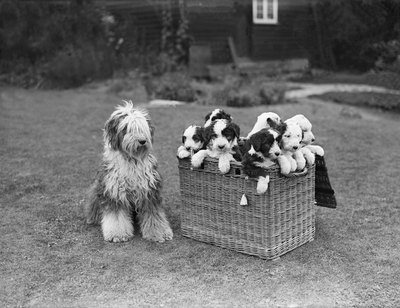 Fox Photos/Valueline/Getty Images If every puppy in the litter looks different, mom might have had a couple of boyfriends.