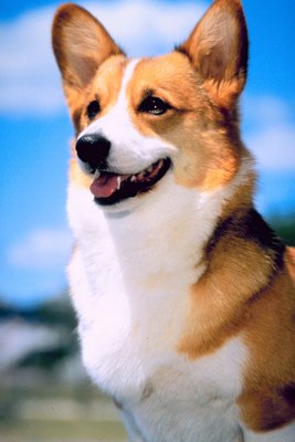 Jupiterimages/Photos.com/Getty Images Welsh corgis are lively and intelligent.