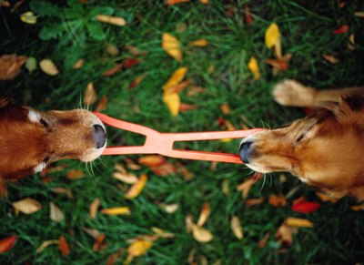 Ryan McVay/Photodisc/Getty Images Teach dogs to play together rather than to compete.
