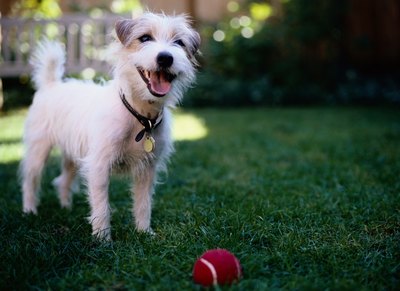 Ryan McVay/Photodisc/Getty Images You can incorporate tennis balls into many homemade toys.