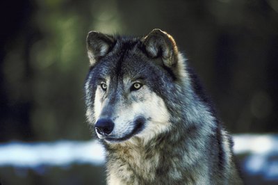 NA/AbleStock.com/Getty Images The Alaskan husky can vary according to coat, color and size.