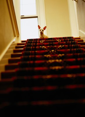 Ryan McVay/Photodisc/Getty Images The upstairs may seem like an unexplored haven of fun to your pooch.