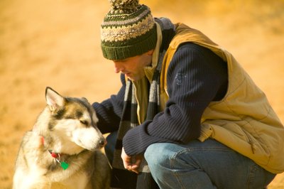 Jupiterimages/Photos.com/Getty Images Bred for cold temperatures, huskies don't need coats.