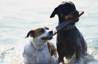 Ryan McVay/Photodisc/Getty Images Rottweilers get along well with other pets when properly trained and socialized.