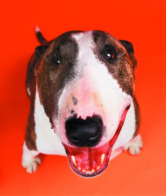 Photodisc/Photodisc/Getty Images Miniature bull terriers are known for their clownish expressions.