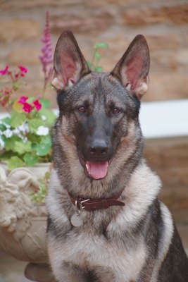 Jupiterimages/Photos.com/Getty Images German shepherds are among the breeds that can excel at truffle tracking.