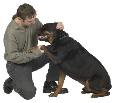 Hemera Technologies/PhotoObjects.net/Getty Images Curb your Rottweiler's aggressive tendencies early on.