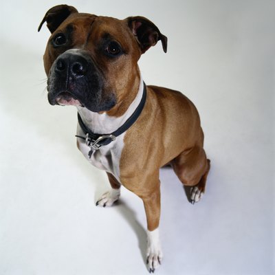 Duncan Smith/Stockbyte/Getty Images Pit bulls may not be the pet for the novice dog owner.
