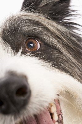 BananaStock/BananaStock/Getty Images A healthy dog's eye should be clear and bright, and should not have discharge or excessive tears.