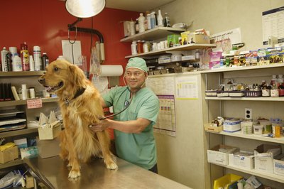 Stewart Cohen/Pam Ostrow/Blend Images/Getty Images A sudden lump on your dog could indicate steatitis.