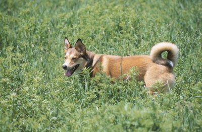 Hemera Technologies/AbleStock.com/Getty Images Check your dog for ticks after he plays outside during warmer months.