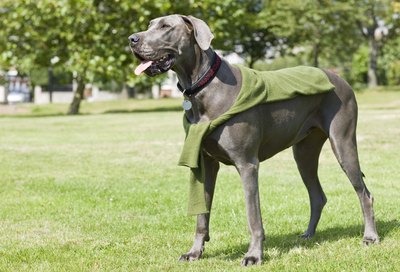 Jupiterimages/Polka Dot/Getty Images Large dog breeds are more prone to osteosarcoma than smaller canines.