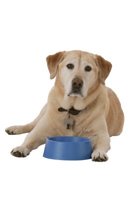 Comstock Images/Stockbyte/Getty Images Increased thirst or appetite can be a sign of canine diabetes which can lead to diabetic neuropathy.