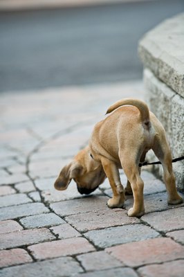 Jupiterimages/Photos.com/Getty Images Taking a puppy on regular walks may help curb his shyness.