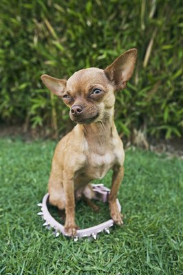 Brand X Pictures/Stockbyte/Getty Images Little dog accidents can be hard to spot.