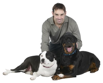 Hemera Technologies/PhotoObjects.net/Getty Images Introduce two male dogs on neutral ground.