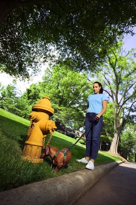 Thinkstock/Comstock/Getty Images A dog interprets his world through smell in a way a person uses sight.