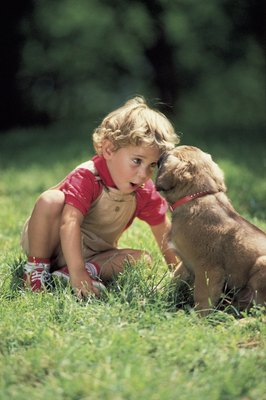Comstock/Comstock/Getty Images A puppy needs proper nutrition to grow strong, just like kids.