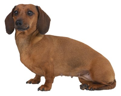Hemera Technologies/PhotoObjects.net/Getty Images The dachshund is one of the long-backed breeds prone to pinched nerves.