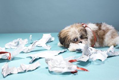 Martin Poole/Photodisc/Getty Images Stressful dogs can act out and destroy items.