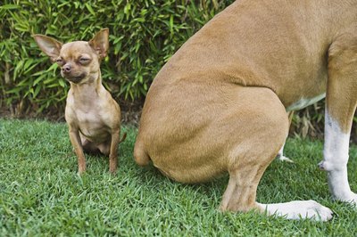 Brand X Pictures/Brand X Pictures/Getty Images Small dogs don't always digest faster or slower than big dogs.