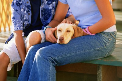 Thinkstock/Stockbyte/Getty Images Syncope in a dog can resemble an epileptic seizure.